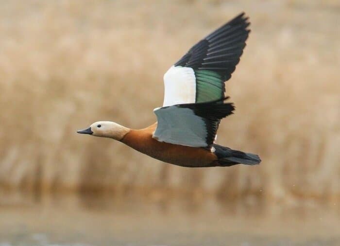 تالاب سولدوز