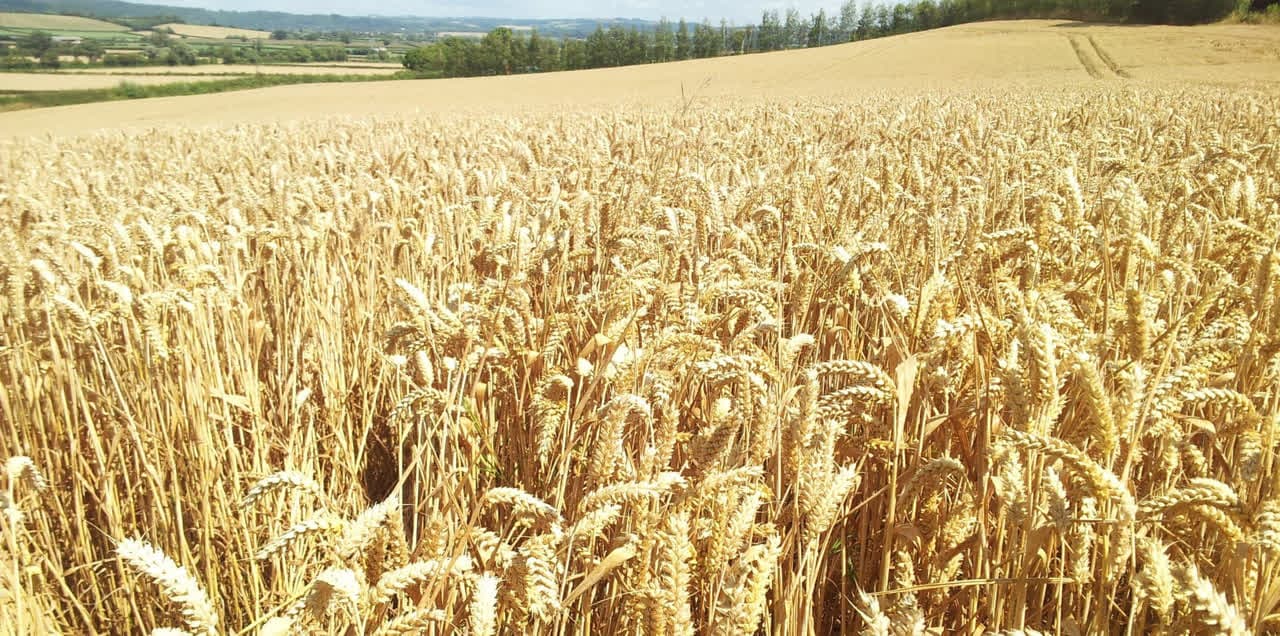 مدیریت علمی مزرعه، کلید افزایش کیفیت و عملکرد گندم