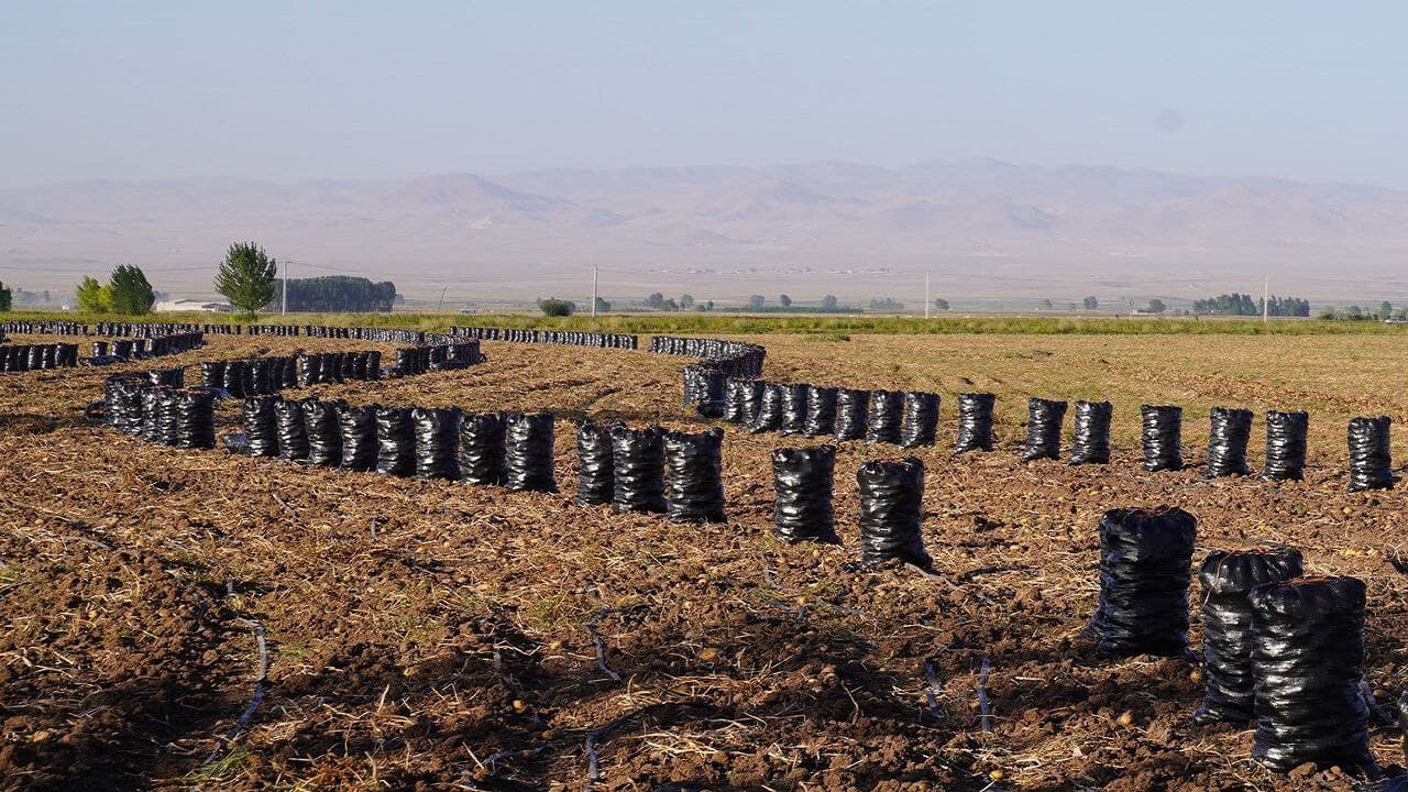  سیب‌زمینی‌کاران اردبیل