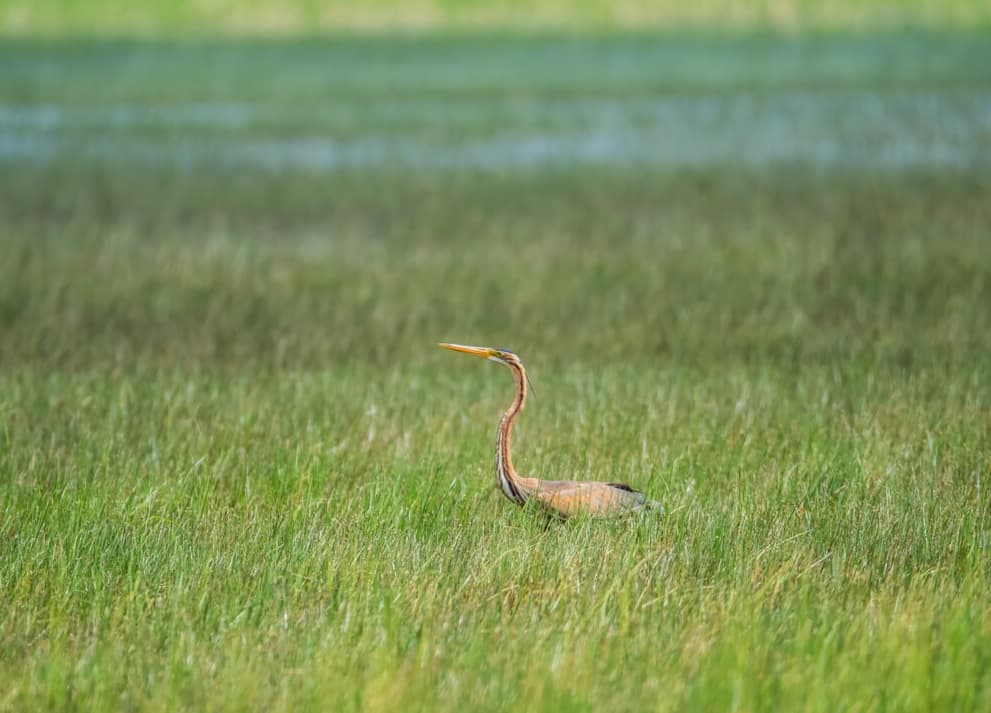 سایت پرنده نگری در تالاب سد میل و مغان ایجاد می شود