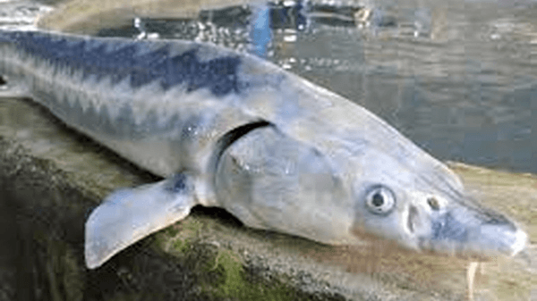 H1CpiqND3hRdH9DRt7d4lQ