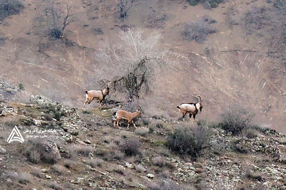 آغاز سرشقاراداغماری حیات وحش 