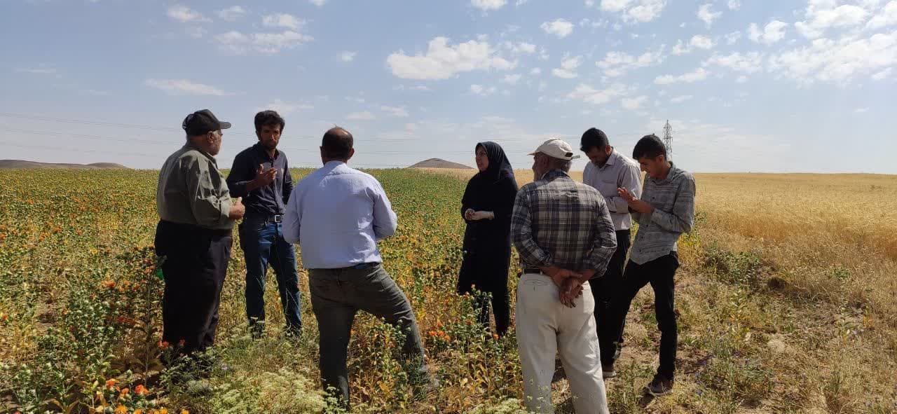برگزاری روز مزرعه گلرنگ در روستای گجین شهرستان بستان‌آباد
