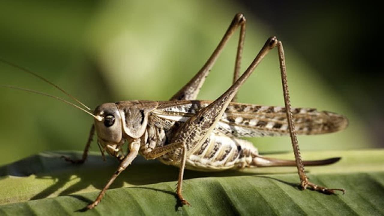 مبارزه با پوره‌های ملخ بومی در اراضی کشاورزی آذربایجان غربی شروع شد