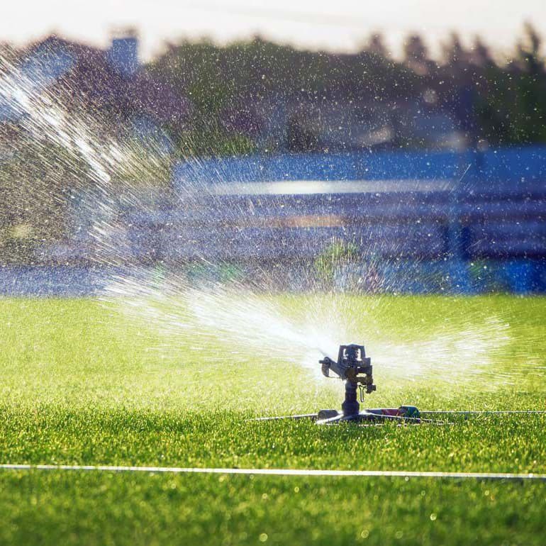 زردی چمن یادگار امام