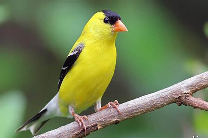 30 بال سهره جنگلی در سردشت کشف شد