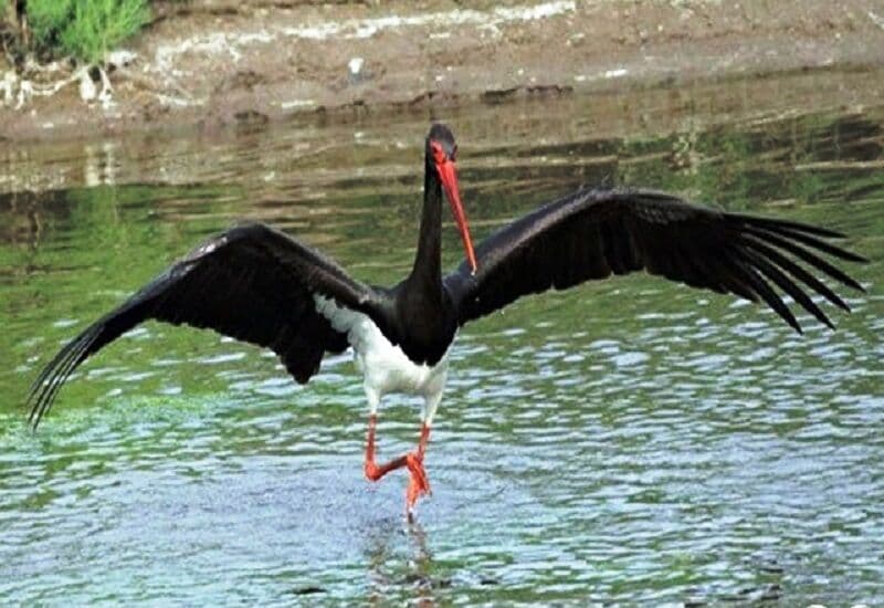 پای لک‌لک‌های سیاه کمیاب به تالاب قوپی‌باباعلی مهاباد باز شد