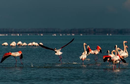 سرشماری زمستانی پرندگان