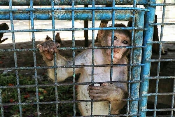 حیات وحش پشت میله‌ها