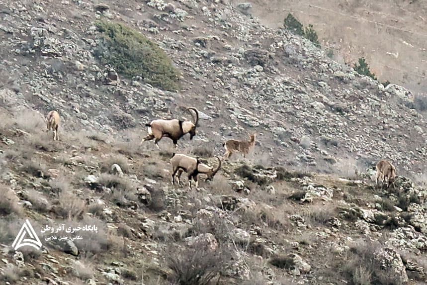 سرشماری حیات وحش جنگلهای ارسباران 