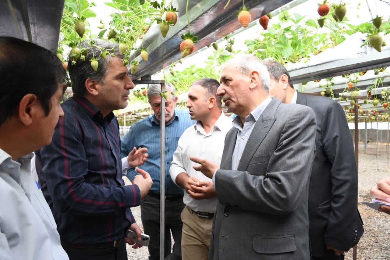 برداشت توت‌فرنگی گلخانه‌ای در آذربایجان شرقی؛ بالاتر از میانگین کشوری