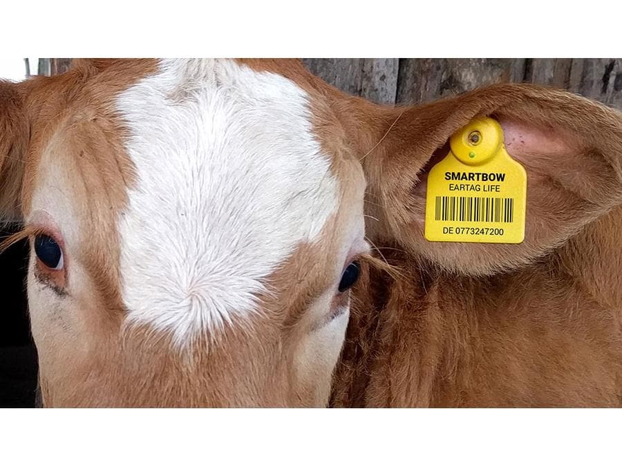 هویت‌دار کردن دام، ضامن سلامتی جامعه