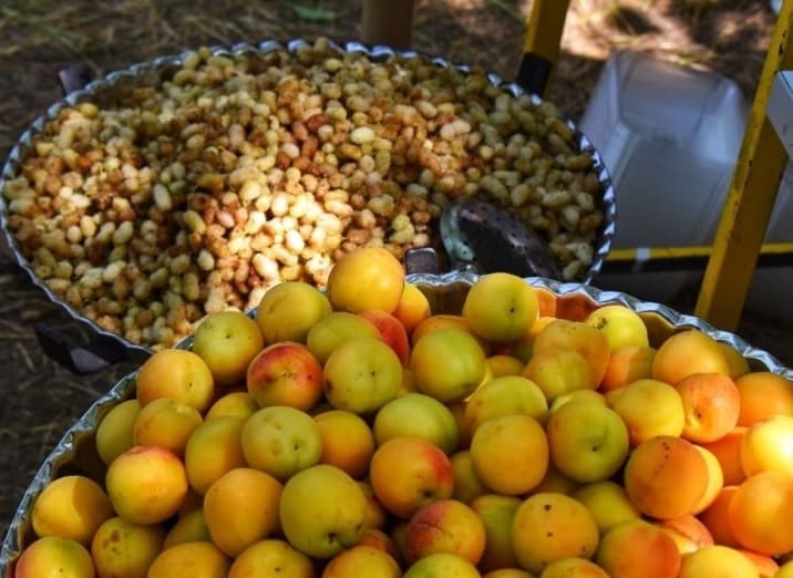 جشنواره توت هوراند؛ طعمی تازه در گردشگری محلی