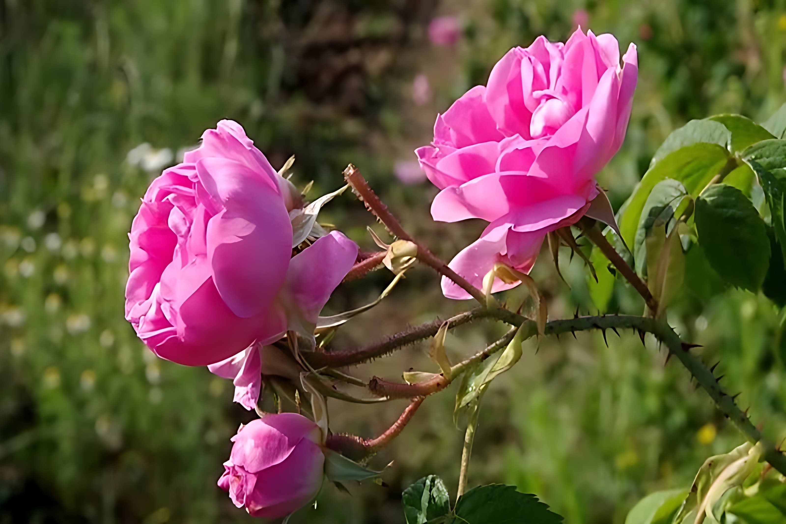 اسکو، قطب تولید گل محمدی در آذربایجان شرقی