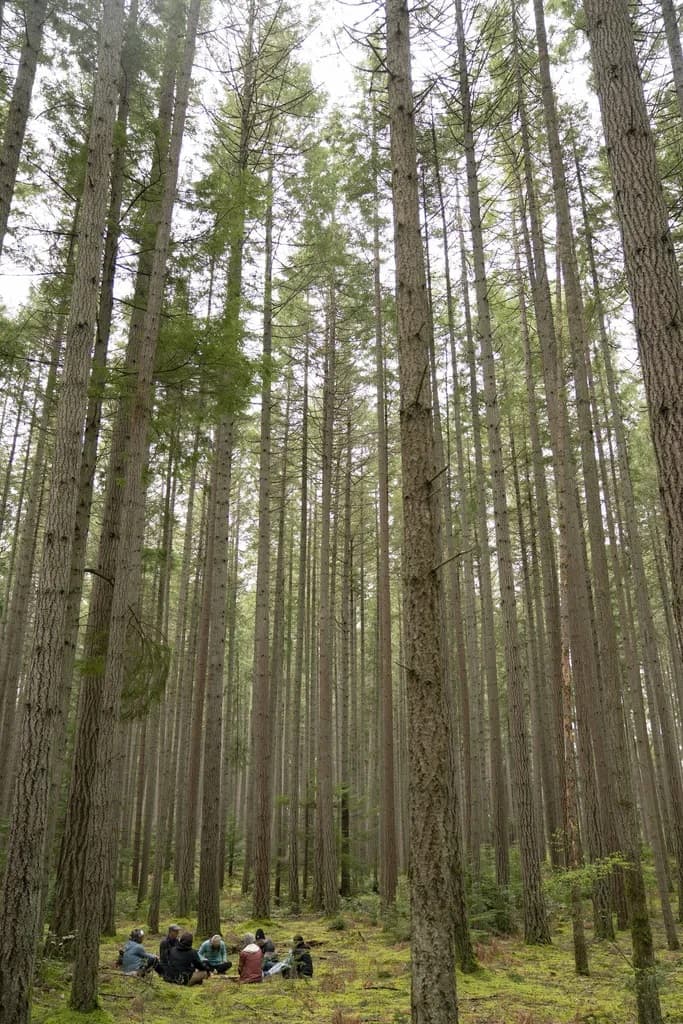 پساانسانگرایی و محیط زیست: بازاندیشی در جایگاه انسان در جهان زیستی