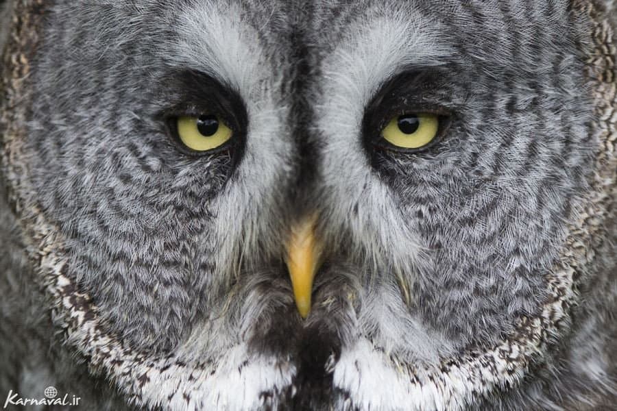 نگاهی دوباره به ترسهای فرهنگی و پیامدهای زیستمحیطی آن